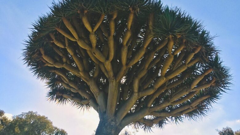 Secrets biologiques du Dragonnier de Socotra, un arbre millénaire étonnant