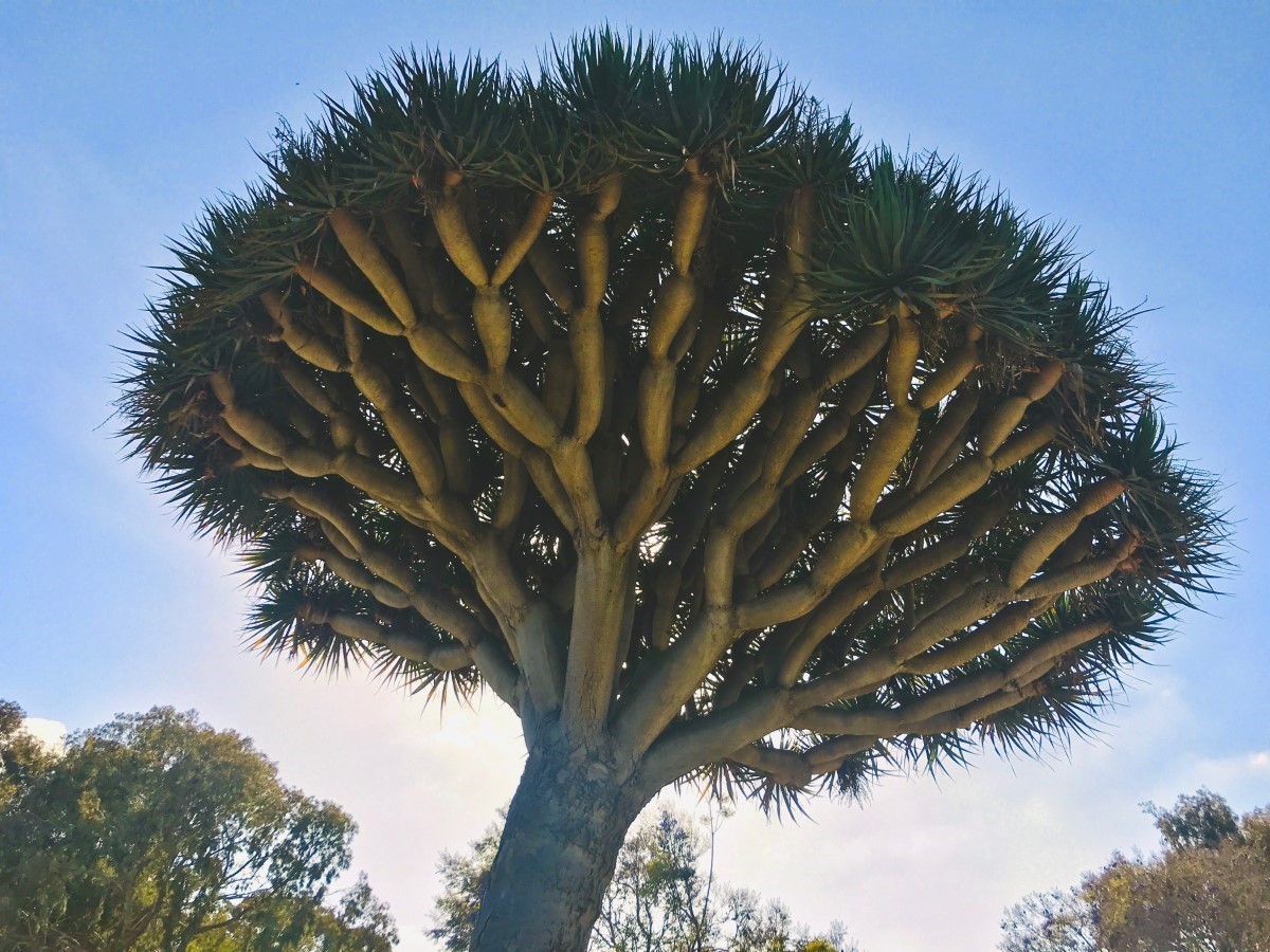 Secrets biologiques du Dragonnier de Socotra, un arbre millénaire étonnant