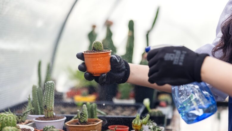 Propagation des cactus : les techniques pour réussir le bouturage