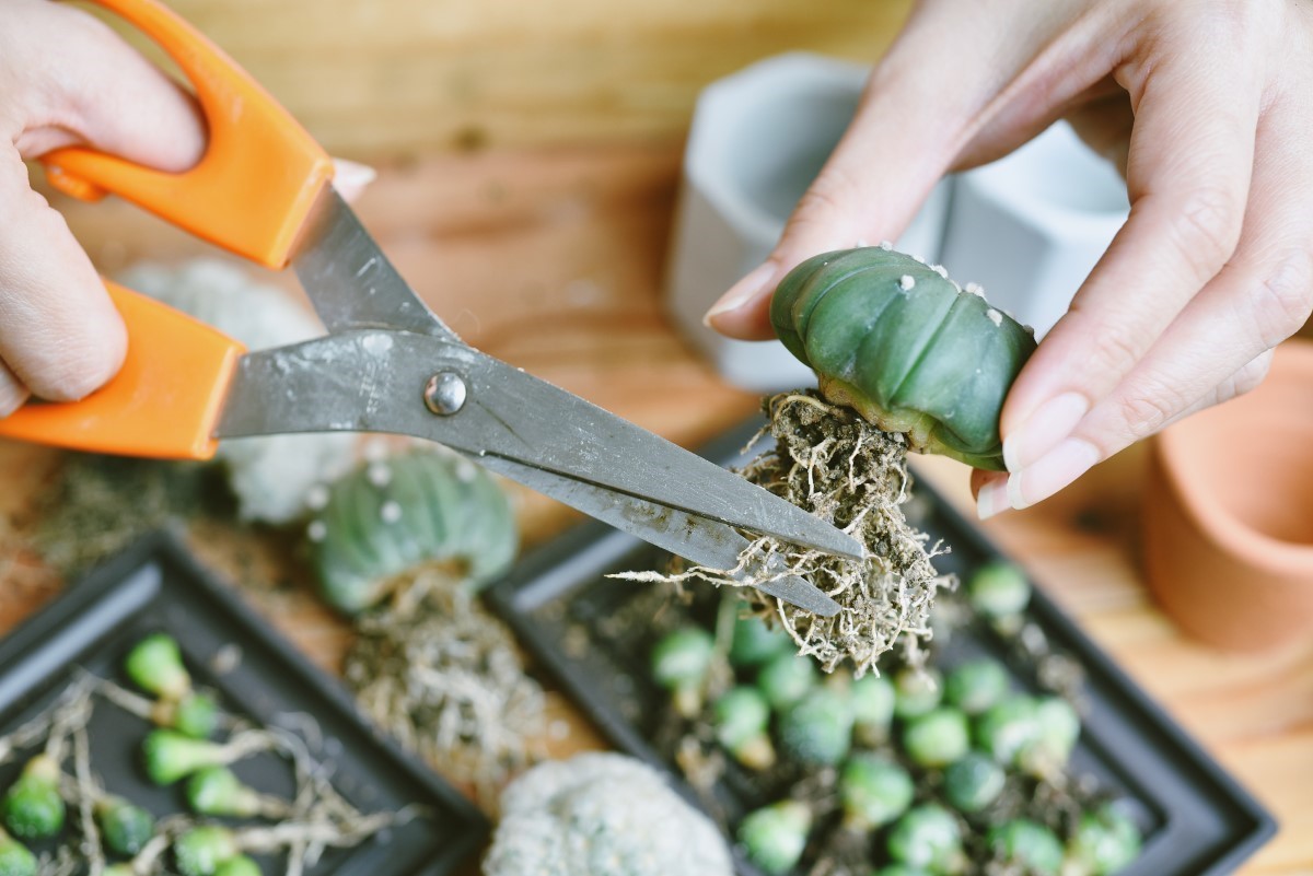 Techniques de bouturage