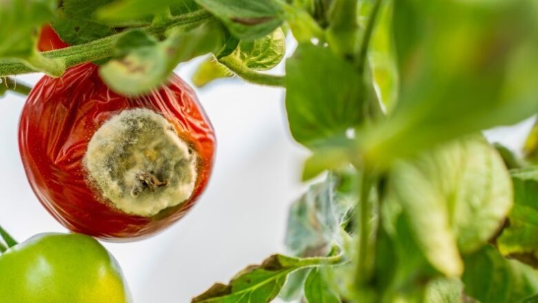 Comment prévenir le mildiou, fléau courant des tomates du jardinier ?