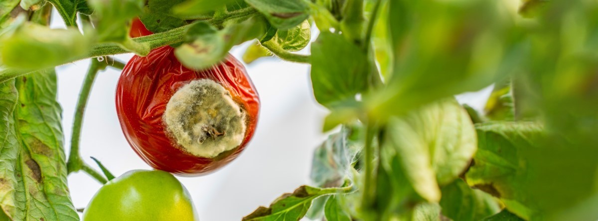 Comment prévenir le mildiou, fléau courant des tomates du jardinier ?