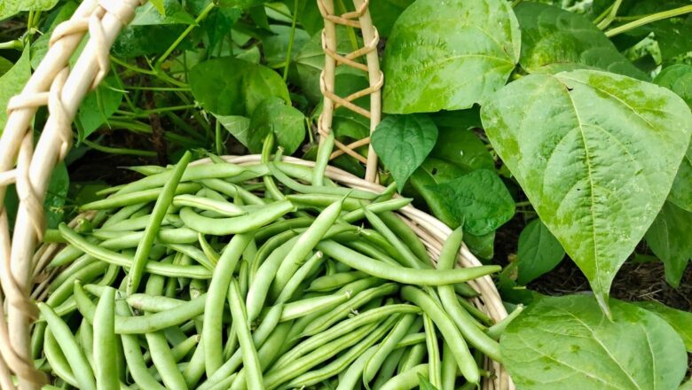 Les meilleures périodes pour planter des haricots verts dans votre potager