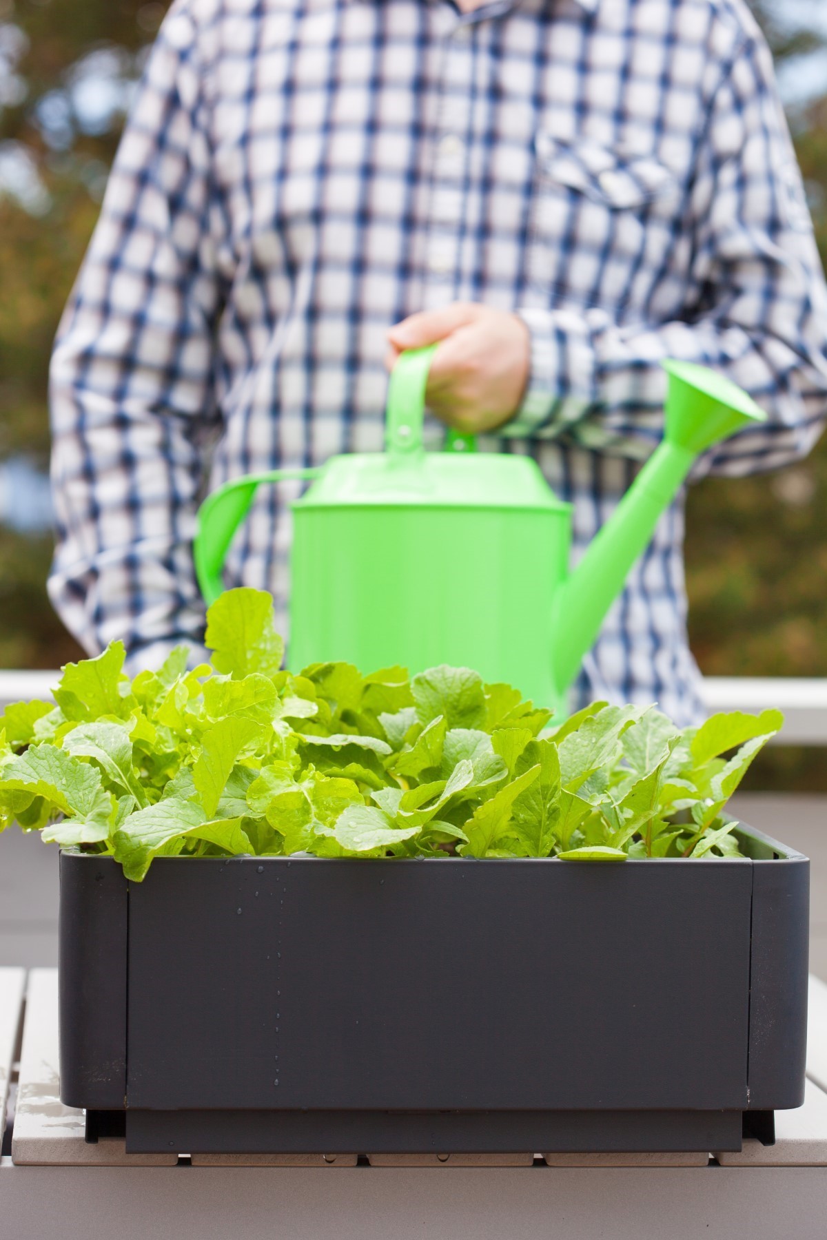 mini-potager sur un balcon