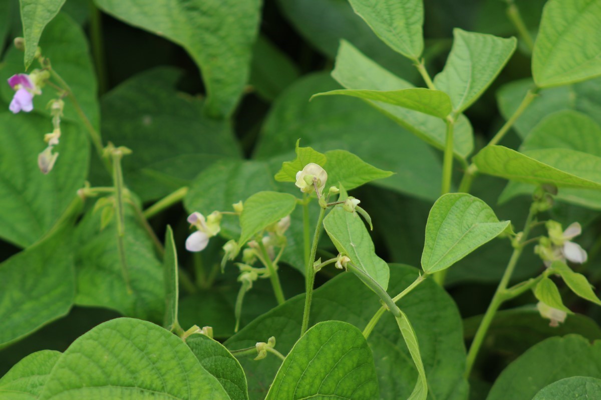 plants de haricots verts