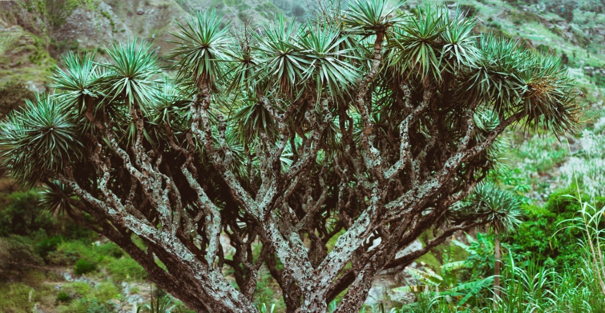 un arbre millénaire étonnant