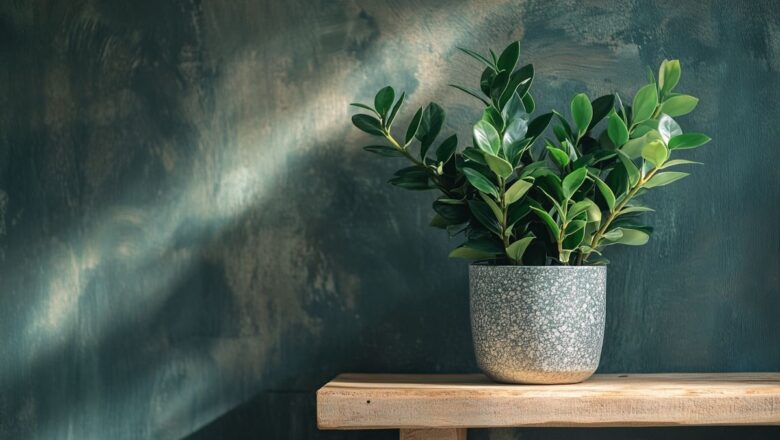 Zamioculcas Zamiifolia : durée de vie de la plante ZZ et secrets de sa longévité